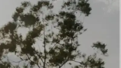 Screenshot of Container scam website Boxbaycontainer.com