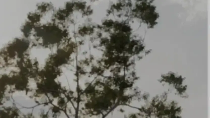 Screenshot of Container scam website Boxbaycontainer.com