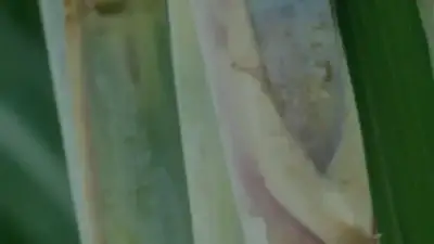 Screenshot of Commodity scam website Brazilian-sugarexporter.com