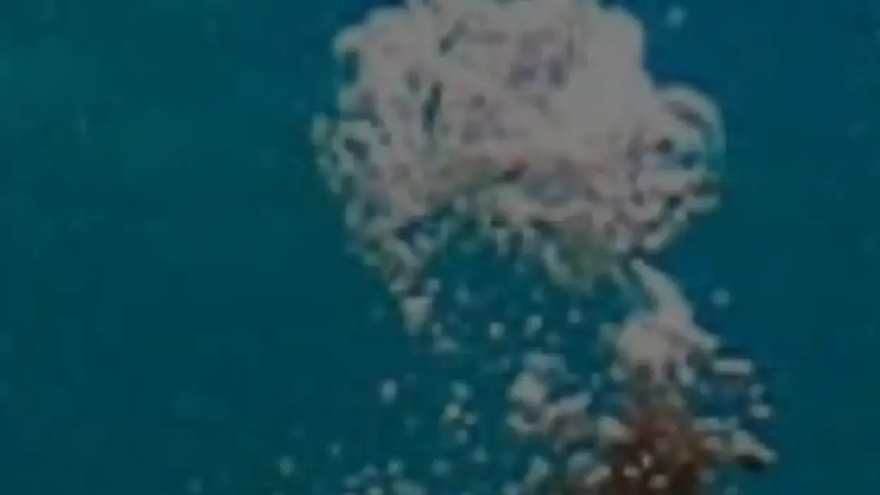 Screenshot of Sport scam website Divinggearworld.com