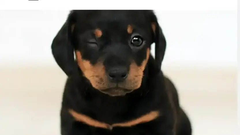 Screenshot of Non-Delivery scam website Hole-inone.com