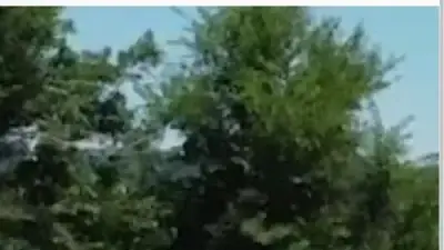 Screenshot of Container scam website Inbox-containers.com