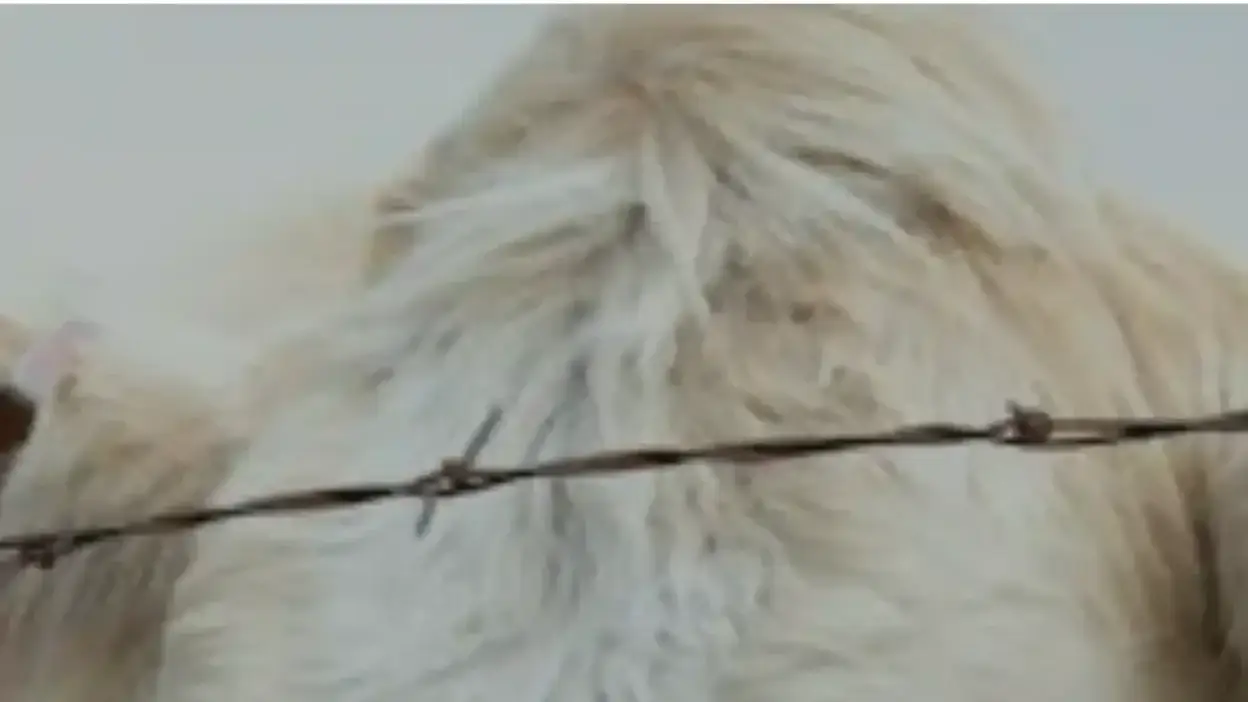 Screenshot of Non-Delivery scam website Josephlivestockfarm.com