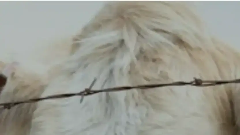 Screenshot of Non-Delivery scam website Josephlivestockfarm.com