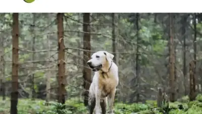 Screenshot of Non-Delivery scam website Lovethecutestpet.com