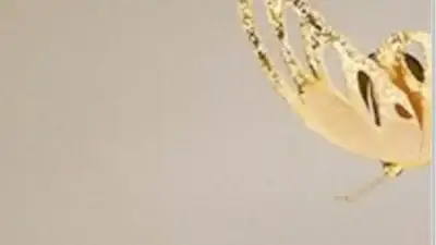 Screenshot of Non-Delivery scam website Mayanc.top