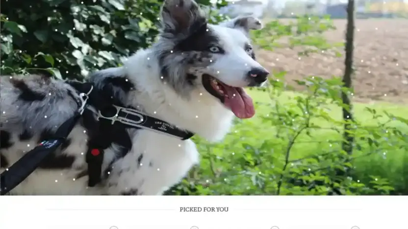 Screenshot of Non-Delivery scam website Outletpetus.com