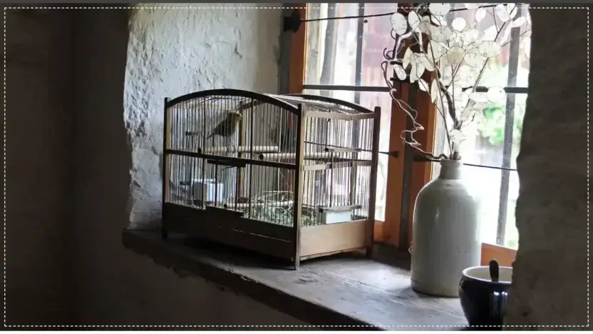 Screenshot of Non-Delivery scam website Scontopet.com