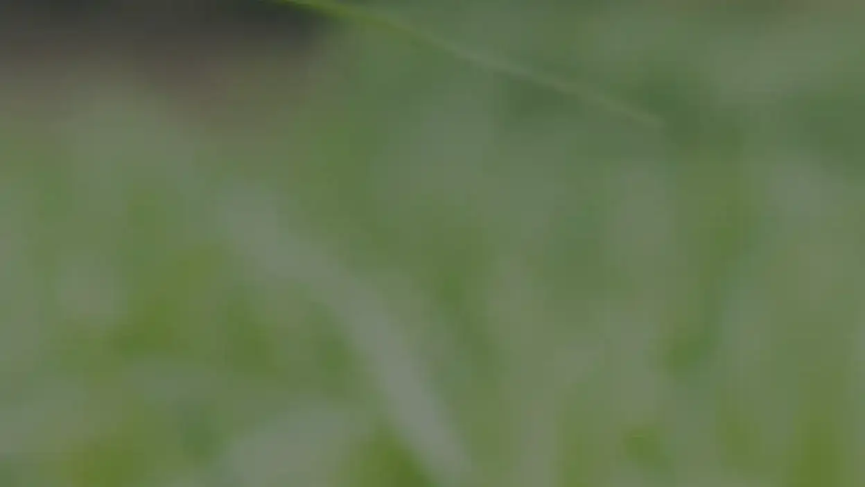 Screenshot of Automobile scam website Srglobalenterprisepvtltd.in