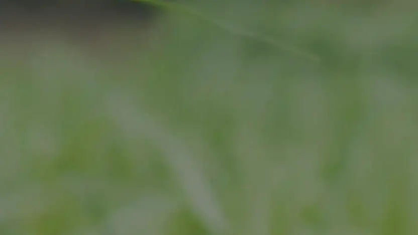 Screenshot of Automobile scam website Srglobalenterprisepvtltd.in