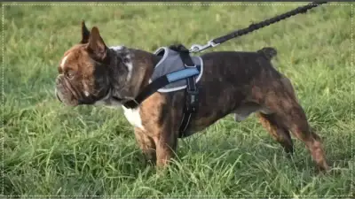 Screenshot of Non-Delivery scam website Venditapet.com