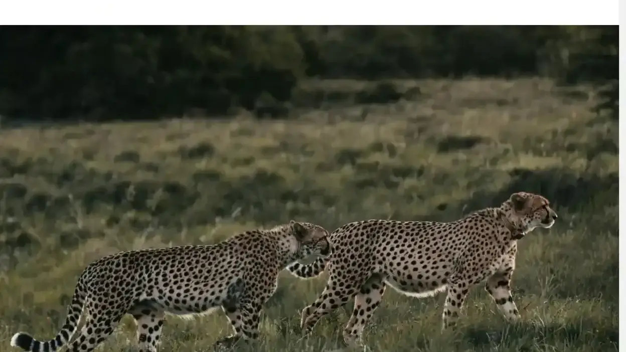 Screenshot of Non-Delivery scam website Wildoutparty.com