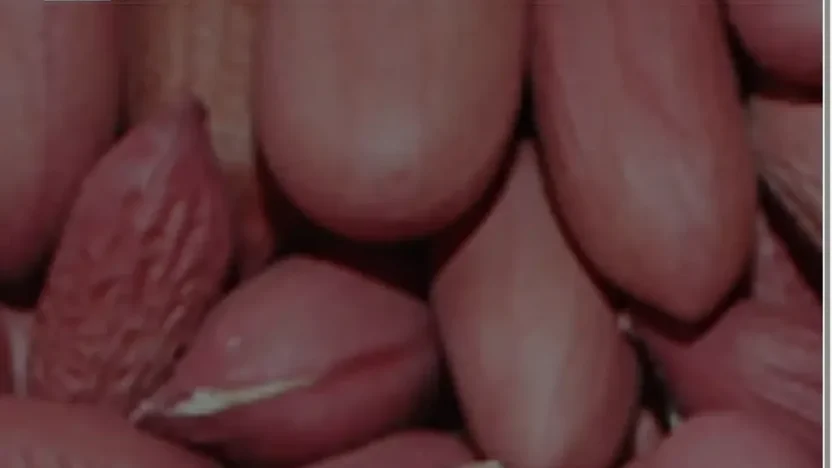 Screenshot of Non-Delivery scam website "Agroacreandmillingenterprises.com"