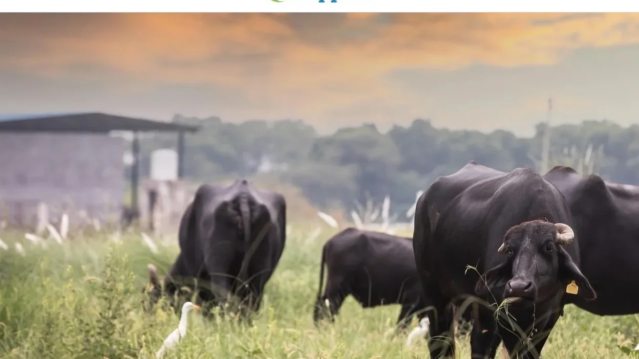 Non-Delivery Scam allranchsupplies.com