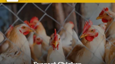 Commodity Scam evarestchicken.com